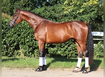 Hanovrien, Hongre, 3 Ans, 173 cm, Bai