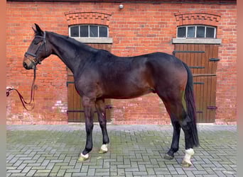 Hanovrien, Hongre, 3 Ans, 174 cm, Bai