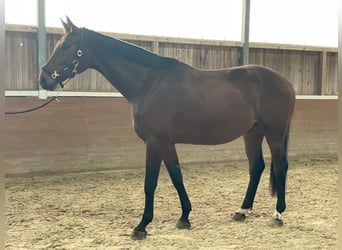 Hanovrien, Hongre, 3 Ans, 174 cm, Bai