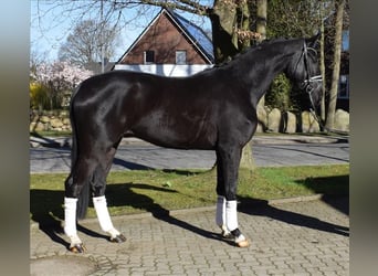 Hanovrien, Hongre, 3 Ans, 174 cm, Noir