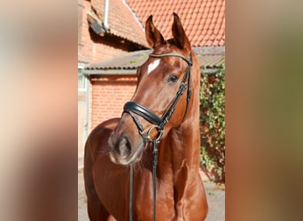 Hanovrien, Hongre, 3 Ans, 175 cm, Alezan