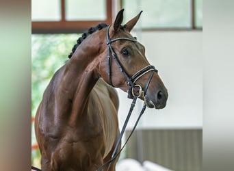 Hanovrien, Hongre, 3 Ans, 175 cm, Bai