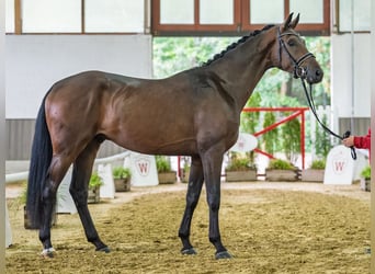 Hanovrien, Hongre, 3 Ans, 175 cm, Bai