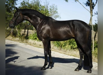 Hanovrien, Hongre, 3 Ans, 175 cm