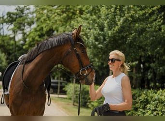 Hanovrien, Hongre, 3 Ans, 176 cm, Bai
