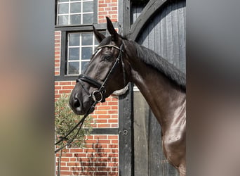 Hanovrien, Hongre, 3 Ans, 180 cm, Noir