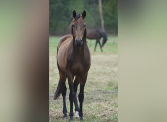 Hanovrien, Hongre, 3 Ans, Bai brun