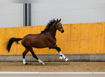 Hanovrien, Hongre, 3 Ans, Bai cerise