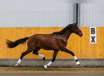 Hanovrien, Hongre, 3 Ans, Bai cerise