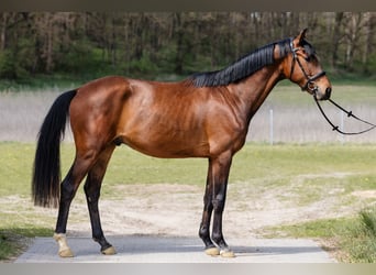 Hanovrien, Hongre, 3 Ans, Bai cerise