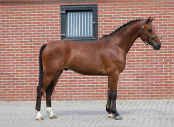 Hanovrien, Hongre, 4 Ans, 156 cm, Bai