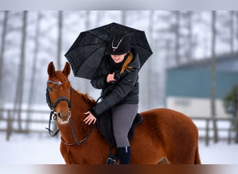 Hanovrien, Hongre, 4 Ans, 158 cm, Alezan