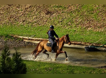 Hanovrien, Hongre, 4 Ans, 158 cm, Alezan