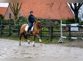 Hanovrien, Hongre, 4 Ans, 158 cm, Alezan