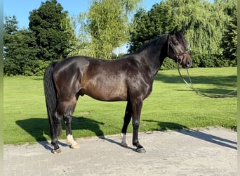 Hanovrien, Hongre, 4 Ans, 158 cm, Bai brun foncé