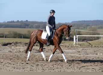 Hanovrien, Hongre, 4 Ans, 160 cm, Alezan