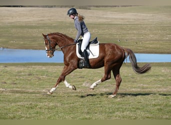 Hanovrien, Hongre, 4 Ans, 160 cm, Alezan
