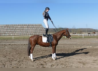 Hanovrien, Hongre, 4 Ans, 160 cm, Alezan