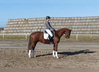Hanovrien, Hongre, 4 Ans, 160 cm, Alezan