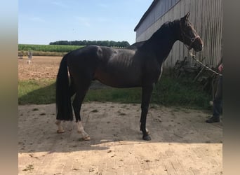 Hanovrien, Hongre, 4 Ans, 160 cm, Bai brun foncé