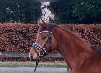 Hanovrien, Hongre, 4 Ans, 160 cm, Bai