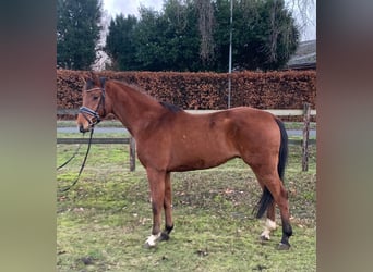 Hanovrien, Hongre, 4 Ans, 160 cm, Bai