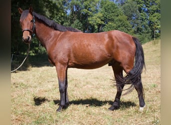 Hanovrien, Hongre, 4 Ans, 161 cm, Bai