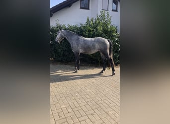 Hanovrien, Hongre, 4 Ans, 161 cm, Gris