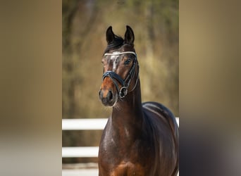 Hanovrien, Hongre, 4 Ans, 162 cm, Bai cerise