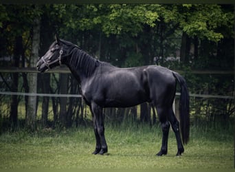 Hanovrien Croisé, Hongre, 4 Ans, 162 cm, Noir
