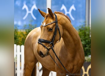 Hanovrien, Hongre, 4 Ans, 163 cm, Alezan brûlé