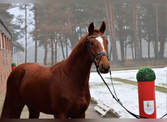 Hanovrien, Hongre, 4 Ans, 163 cm, Alezan