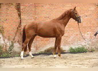 Hanovrien, Hongre, 4 Ans, 163 cm, Alezan