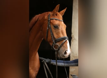 Hanovrien, Hongre, 4 Ans, 163 cm, Alezan