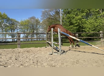 Hanovrien, Hongre, 4 Ans, 163 cm, Alezan