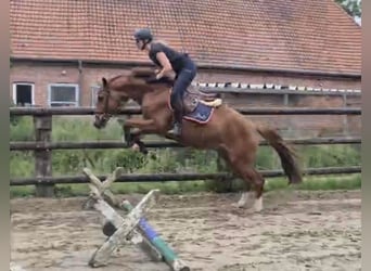 Hanovrien, Hongre, 4 Ans, 163 cm, Alezan