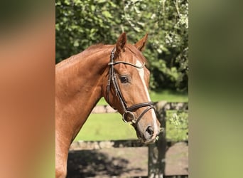 Hanovrien, Hongre, 4 Ans, 163 cm, Alezan