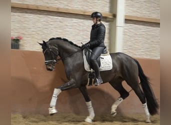 Hanovrien, Hongre, 4 Ans, 164 cm, Bai brun foncé