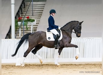 Hanovrien, Hongre, 4 Ans, 164 cm, Bai brun foncé