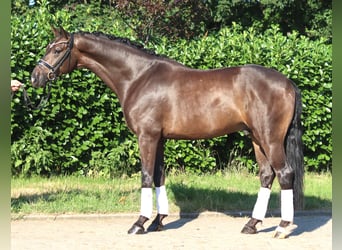 Hanovrien, Hongre, 4 Ans, 164 cm, Bai