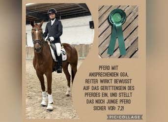 Hanovrien, Hongre, 4 Ans, 165 cm, Alezan
