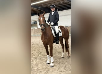 Hanovrien, Hongre, 4 Ans, 165 cm, Alezan