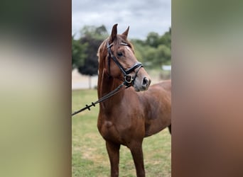 Hanovrien, Hongre, 4 Ans, 165 cm, Alezan