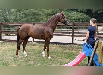 Hanovrien, Hongre, 4 Ans, 165 cm, Alezan
