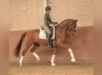 Hanovrien, Hongre, 4 Ans, 165 cm, Alezan