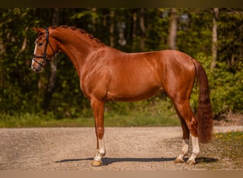 Hanovrien, Hongre, 4 Ans, 165 cm, Alezan