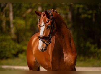 Hanovrien, Hongre, 4 Ans, 165 cm, Alezan