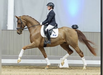 Hanovrien, Hongre, 4 Ans, 165 cm, Alezan