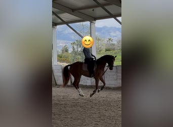 Hanovrien, Hongre, 4 Ans, 165 cm, Alezan