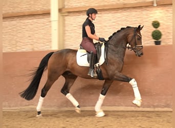 Hanovrien, Hongre, 4 Ans, 165 cm, Bai brun